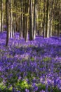 Stunning bluebell flowers in Spring forest landscape Royalty Free Stock Photo