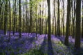 Stunning bluebell flowers in Spring forest landscape Royalty Free Stock Photo