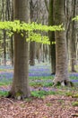 Stunning bluebell flowers in Spring forest landscape Royalty Free Stock Photo