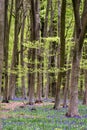 Stunning bluebell flowers in Spring forest landscape Royalty Free Stock Photo