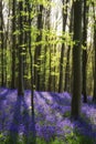 Stunning bluebell flowers in Spring forest landscape Royalty Free Stock Photo