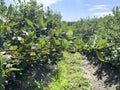 Detailed image of blueberry bush branch with juicy fruit