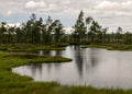 Stunning bog views. beautiful clouds. View of the beautiful nature in the swamp - pond, pines, moss. Sunny day. a typical West-