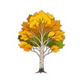 Stunning Bold Outline of Quaking Aspen