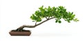 stunning bonsai tree with lush green leaves, beautifully shaped and trimmed. Royalty Free Stock Photo