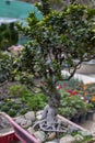Stunning Bonsai Trees in Concert Tray Container Royalty Free Stock Photo