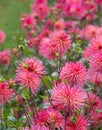 Stunning Josudi Mercury dahlias, photographed in a garden near St Albans, Hertfordshire, UK in late summer on a cloudy day. Royalty Free Stock Photo