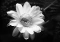 A stunning bright pink tender echinopsis spiky cactus flower iso