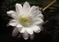 Stunning bright pink tender echinopsis spiky cactus flower , a natural wonder