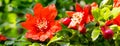 Stunning bright red flowers on pomegranate trees