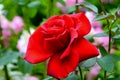 Stunning bright red rose in the summer garden close-up