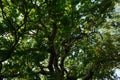 A stunning bright tall green with long wide branches found inside Trent Park, Uk