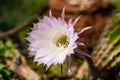 A stunning bright white tender echinopsis spiky cactus flower isolated on white, a natural wonder