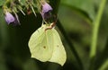 A stunning Brimstone Butterfly Gonepteryx rhamni nectaring on a Comfrey flower Symphytum officinale. Royalty Free Stock Photo