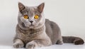 Stunning British Shorthair Cat With Yellow Eyes - National Geographic