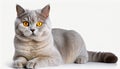 Stunning British Shorthair Cat With Yellow Eyes - National Geographic