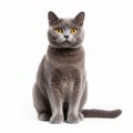 Stunning British Shorthair Cat With Yellow Eyes - National Geographic Contest Winner
