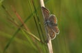 A pretty Brown Argus Butterfly Aricia agestis resting on a plant stem with its wings open. Royalty Free Stock Photo