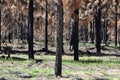 Stunning brown burn pine tree forest recent bushfire Royalty Free Stock Photo