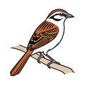 Stunning Brown-crowned Tchagra Bird Colorful Illustration Royalty Free Stock Photo