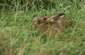 A stunning Brown Hare, Lepus europaeus, hiding in the long grass. Royalty Free Stock Photo