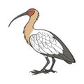 Stunning Buff-Necked Ibis Bird Representation Royalty Free Stock Photo