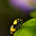 a stunning bumblebee is flying, isolated on transparent background, macro, incredible pollinator, generative AI Royalty Free Stock Photo