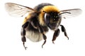A stunning bumblebee is flying, isolated on transparent background