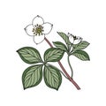 Stunning Bunchberry Flower Artwork for Botanical Illustrations Royalty Free Stock Photo