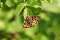 A pretty Burnet Companion Moth Euclidia glyphica perching on a leaf. Royalty Free Stock Photo