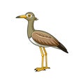 Stunning Bush Stone-Curlew Bird Artwork Royalty Free Stock Photo
