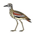 Stunning Bush Stone-Curlew Bird Representation Royalty Free Stock Photo