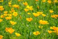 Stunning buttercup yellow flowers of Eschscholzia californica (Californian poppy,golden poppy, California sunlight, cup Royalty Free Stock Photo