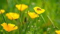 Stunning buttercup yellow flowers of Eschscholzia californica (Californian poppy,golden poppy, California sunlight, cup Royalty Free Stock Photo