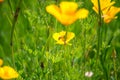 Stunning buttercup yellow flowers of Eschscholzia californica (Californian poppy,golden poppy, California sunlight, cup Royalty Free Stock Photo