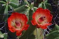 Stunning cactus blossoms