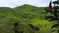 Stunning Cameron Highlands Malaysia Tea Plantation