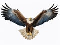 Majestic American Bald Eagle: A Stunning Display of Freedom and Power