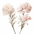 Realistic Carnation Bouquet With Taupe Petals On White Background