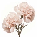 Realistic Carnation Bouquet With Taupe Petals On White Background