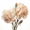 Realistic Carnation Bouquet With Taupe Petals On White Background