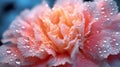 Stunning Carnation Flower Underwater With Water Drops In Soft Morning Light