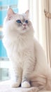 The Stunning Cat in Ivory and Powder Blue Style . Royalty Free Stock Photo