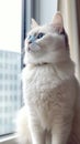 The Stunning Cat in Ivory and Powder Blue Style . Royalty Free Stock Photo