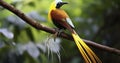 The Stunning Cendrawasih Bird, a Vision of Grace on its Perch