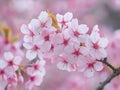 Stunning cherry tree branch bursting with pink flowers under a clear blue sky in springtime Royalty Free Stock Photo