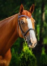 stunning chestnut budyonny dressage gelding horse posing in black leather bridle with handmade browband