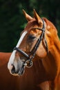 Stunning chestnut budyonny dressage gelding horse posing in black leather bridle with handmade browband