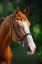 Stunning chestnut budyonny dressage gelding horse posing in black leather bridle with handmade browband