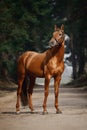 Stunning chestnut showjumping budyonny stallion sport horse in bridle standing on road in forest in daytime